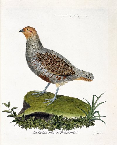 Planche zoologique (ornithologie) : la perdrix grise de France, mâle (perdrix grise ou perdrix). Illustration dans « L