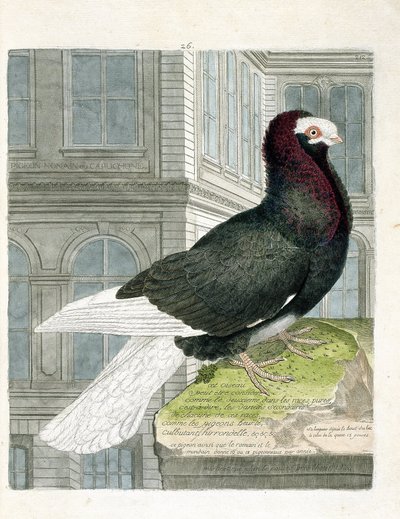 Planche zoologique (ornithologie) : le pigeon capuchon (columba livia). Illustration dans « L