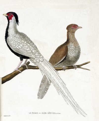 Planche zoologique (ornithologie) : Le faisan a une hupe d