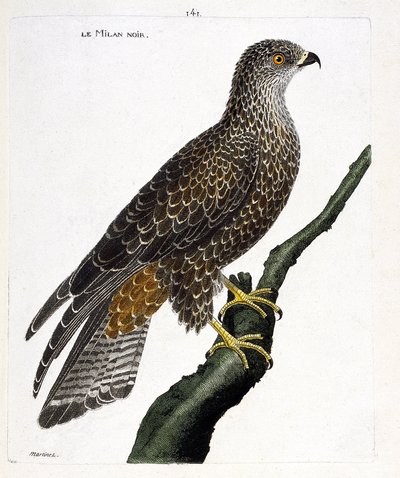 Planche zoologique (ornithologie) : milan noir (milvus migrans) sur une branche. Illustration dans « L