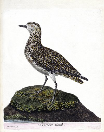 Carte zoologique (ornithologie) : casoar à casque (cassuarius cassuarius). Illustration dans « L