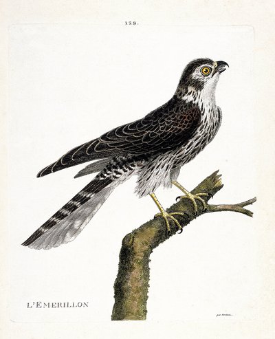 Planche zoologique (ornithologie) : émerillon (faucon émerillon ou falco colombarius) sur une branche. Illustration dans « L