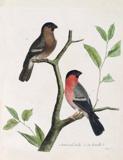 Planche zoologique (ornithologie) : de bas en haut : mâle et femelle bouvreuil (bouvreuil pivoine ou pyrrhula pyrrhula) sur une branche. Illustration dans « L