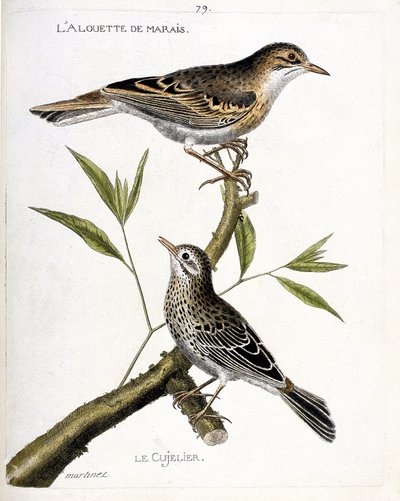 Planche zoologique (ornithologie) : de haut en bas : la pipit rousseline (anthus campestris) et la pipit farlouse (anthus pratensis) sur une branche. Illustration dans « L