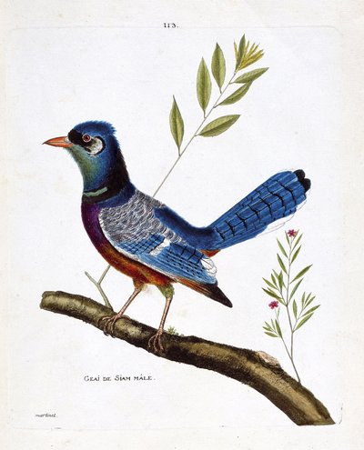 Planche zoologique (ornithologie) : Geai mâle de Siam (geai bleu ou cyanocitta cristata) sur une branche. Illustration dans « L
