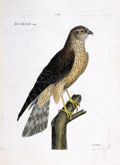 Planche zoologique (ornithologie) : mâle busard Saint-Martin (circus cyaneus) sur une branche. Illustration dans « L