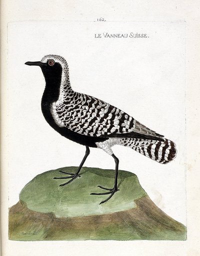Planche zoologique (ornithologie) : le pluvier argenté (pluvialis squatarola). Illustration dans « L