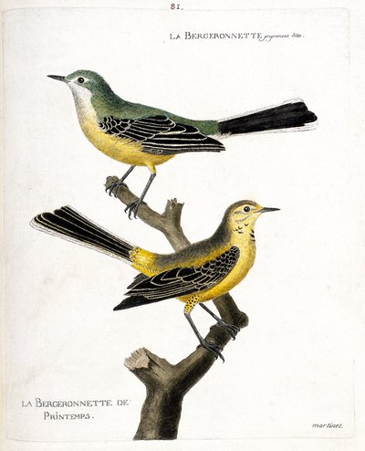 Planche zoologique (ornithologie) : la bergeronnette printanière (motacilla flava) sur une branche. Illustration dans « L