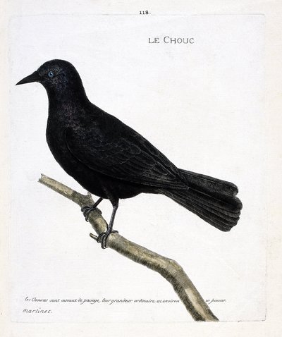 Planche zoologique (ornithologie) : le choucas des tours (corvus monedula) sur une branche. Illustration dans « L