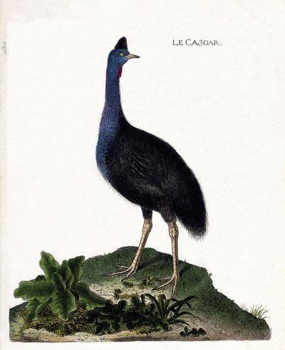 Tableau zoologique (ornithologie) : le casoar (casuarius casuarius). Illustration dans « L