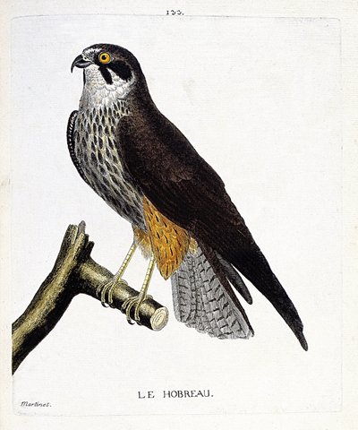 Planche zoologique (ornithologie) : Le hobereau (faucon hobereau ou falco subbuteo) sur une branche. Illustration dans « L