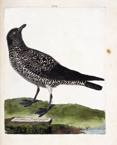 Carte zoologique (ornithologie) : labbe pomarin (stercorarius pomarinus). Illustration dans « L