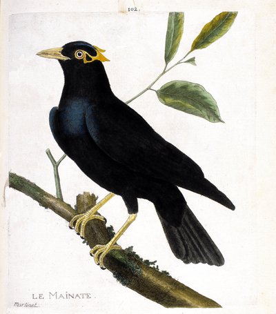 Planche zoologique (ornithologie) : le mainate religieux (gracula religiosa) sur une branche. Illustration dans « L