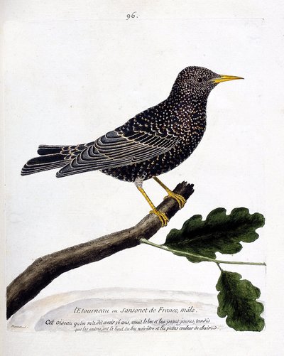 Planche zoologique (ornithologie) : l