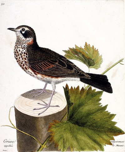 Planche zoologique (ornithologie) : La grive communément appelée la mauvis (grive mauvis ou turdus iliacus) sur une souche d