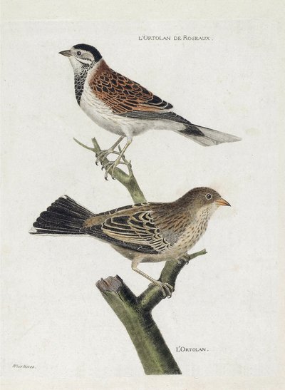 Planche zoologique (ornithologie) : de haut en bas : Ortolan des roseaux (bruant des roseaux ou Emberiza schoeniclus) et Ortolan (bruant ortolan ou Emberiza hortulana) sur une branche. Illustration dans « L