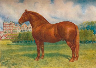 Suffolk sire Prince Wedgwood - Frank Babbage