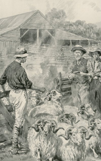 Une Station de Moutons sur les Plaines de Canterbury - Frank Dadd