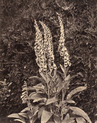 Giroflées, c. 1860s (photo) - Frank Mason Good