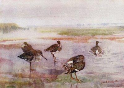 Norfolk Broads: Redshank - Frank Southgate