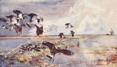 Vie sauvage en East Anglia : Capture de Pluviers - Frank Southgate