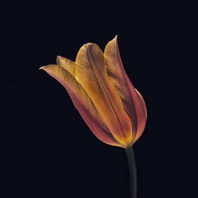 Tulipe orange vif - Frank Ulrich Gandenberger