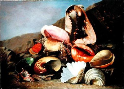Nature morte de coquillages - Franz Anton von Scheidel