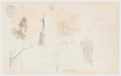 Esquisses botaniques de Colombie : Bambous, troncs et détails - Frederic Edwin Church