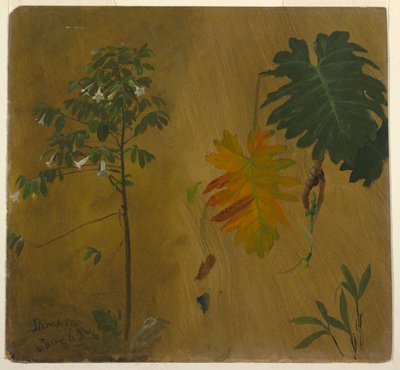 Étude botanique, Jamaïque - Frederic Edwin Church