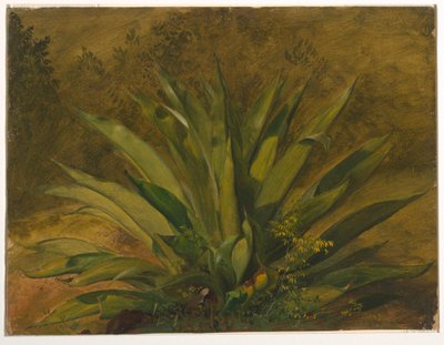 Étude botanique - Frederic Edwin Church