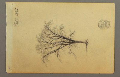 Dessin, Un arbre sans feuilles, février 1845 - Frederic Edwin Church