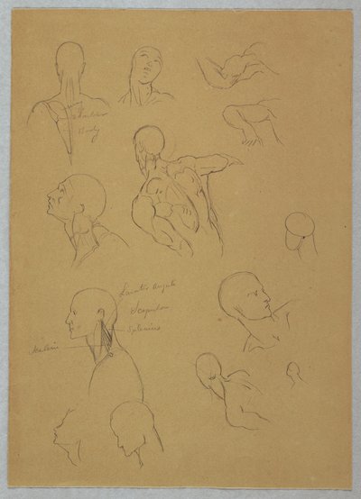 Dessin, études anatomiques, 1865-70 - Frederic Edwin Church