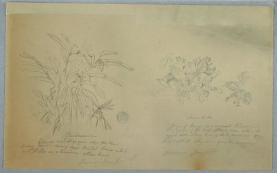 Dessin, études sur l