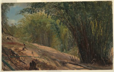 Dessin, Bambouseraie, Jamaïque, 1865 - Frederic Edwin Church