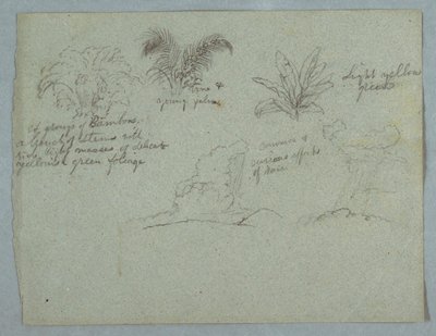 Dessin, bambous, vigne et jeune palmier, plante, et deux scènes de pluie tombant des nuages sur des crêtes, Rio Magdalena, Colombie, 1853, probablement mai - Frederic Edwin Church