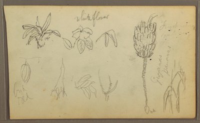 Dessin, croquis botaniques, 1857 - Frederic Edwin Church