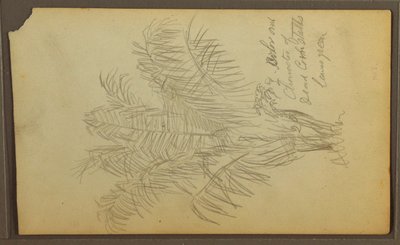Dessin, croquis botaniques, 1857 - Frederic Edwin Church
