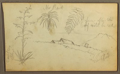 Dessin, croquis botaniques, 1857 - Frederic Edwin Church
