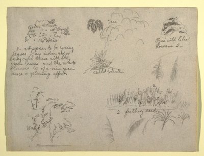 Dessin, croquis botaniques, Colombie, 1853 - Frederic Edwin Church