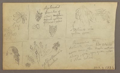 Dessin, Croquis botaniques, Équateur ou Colombie ; Verso : Croquis botaniques, 1857 - Frederic Edwin Church