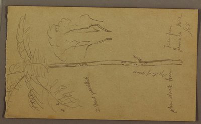 Dessin, croquis botaniques, juin 1865 - Frederic Edwin Church