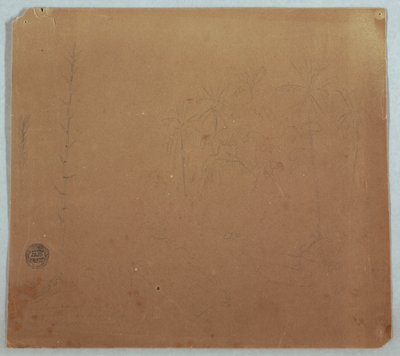 Dessin, croquis botaniques, probablement des bambous, des palmiers et des buissons, Équateur ou Colombie, 1853 ou 1857 - Frederic Edwin Church