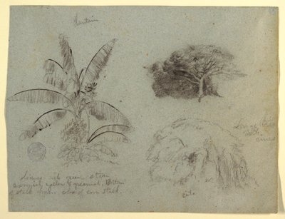 Dessin, croquis botaniques, Amérique du Sud, mai 1853  - Frederic Edwin Church