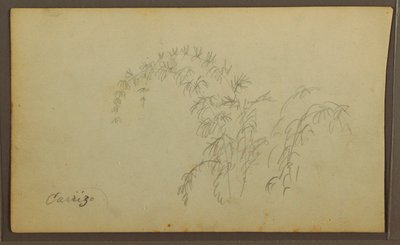 Dessin, croquis botaniques ; Verso : croquis botaniques, 1857 - Frederic Edwin Church