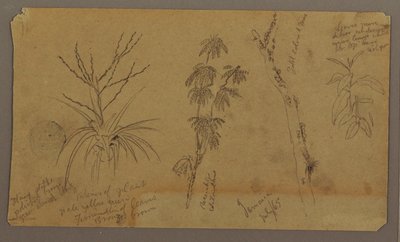 Dessin, croquis botaniques ; Verso : nuages, juillet 1865 - Frederic Edwin Church