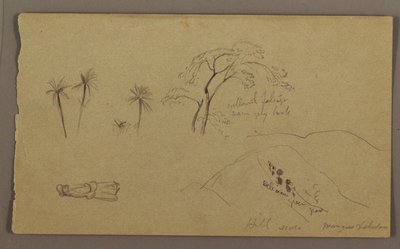 Dessin, croquis botaniques, figure, mai-août 1865 - Frederic Edwin Church