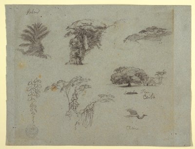 Dessin, Croquis botaniques d