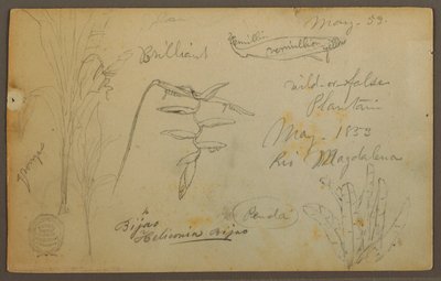 Dessin, Croquis botaniques du Rio Magalena, Colombie, mai 1853 - Frederic Edwin Church