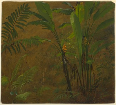Dessin, Études botaniques de la Jamaïque, Antilles, juin 1887 - Frederic Edwin Church