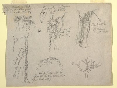 Dessin, études botaniques réalisées sur le Rio Magdalena, Colombie :  Parasite, arbre mort, 1853 - Frederic Edwin Church